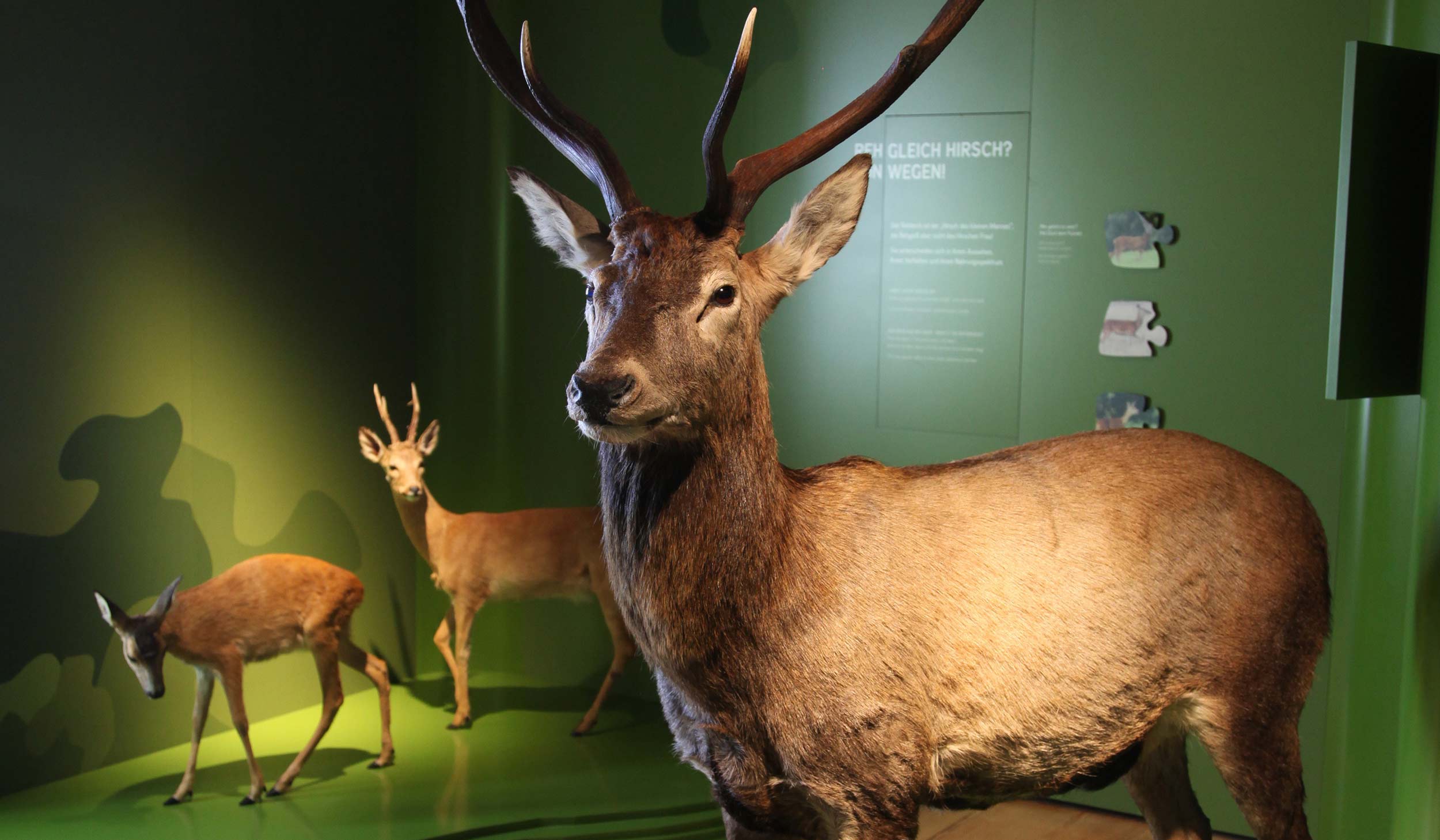 Jagd-Land-Fluss-Museum auf Schloss Wolfstein